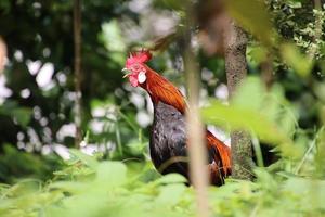 rotes Dschungelgeflügel foto