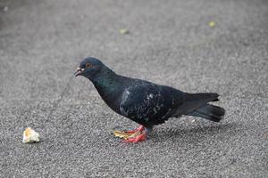 Felsentaube in einem Park foto