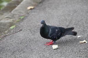 Felsentaube in einem Park foto