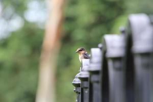 Pazifische Schwalbe in einem Garten foto