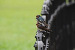 Pazifische Schwalbe in einem Garten foto