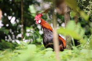 rotes Dschungelgeflügel foto