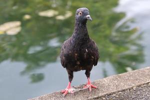 Felsentaube in einem Park foto