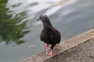 Felsentaube in einem Park foto