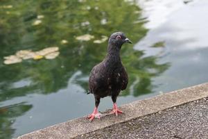 Felsentaube in einem Park foto