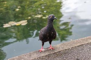 Felsentaube in einem Park foto