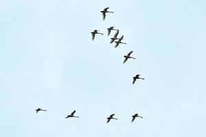 Vogelschwarm, Schwäne, die in V-Formation am blauen Himmel fliegen foto