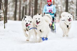 Samojeden-Schlittenhunderennen foto