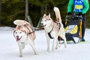 Husky-Schlittenhunderennen foto