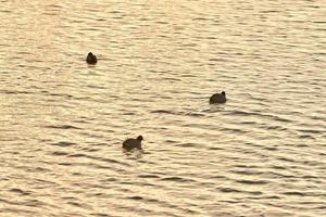 Vögel, die bei verblassendem Sonnenuntergang auf dem Wasser schwimmen. Fulica atra, Blässhuhn foto