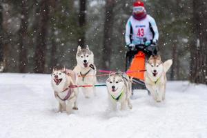 Schlittenhunderennen. husky schlittenhundegespann ziehen einen schlitten mit hundefahrer. Winterwettbewerb. foto