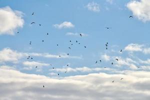 Vögel Möwen fliegen im blauen Himmel mit weißen, flauschigen Wolken foto