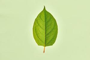 Ein grünes Reynoutria-Blatt auf hellgrünem Hintergrund, detailliertes Makro des Reynoutria-Japonica-Blatts foto
