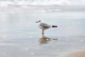 Lachmöwe am Strand, Meer und Sand Hintergrund foto