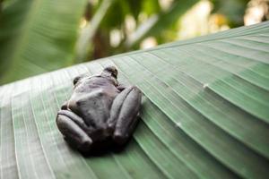 Laubfrosch auf dem großen grünen Blatt foto