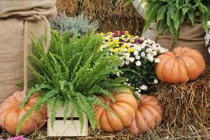 Bunte Bio-Kürbisse und Kürbisse auf der Landwirtschaftsmesse. Ernten des Herbstzeitkonzepts. Garten Herbst natürliche Pflanze. Thanksgiving-Halloween-Dekor. festlicher bauernhof ländlicher hintergrund. vegetarisches Essen. foto