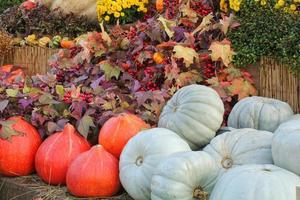 Bunte Bio-Kürbisse und Kürbisse auf der Landwirtschaftsmesse. Ernten des Herbstzeitkonzepts. Garten Herbst natürliche Pflanze. Thanksgiving-Halloween-Dekor. festlicher bauernhof ländlicher hintergrund. vegetarisches Essen. foto