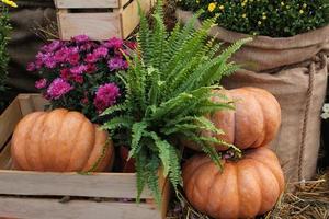 Bunte Bio-Kürbisse und Kürbisse auf der Landwirtschaftsmesse. Ernten des Herbstzeitkonzepts. Garten Herbst natürliche Pflanze. Thanksgiving-Halloween-Dekor. festlicher bauernhof ländlicher hintergrund. vegetarisches Essen. foto