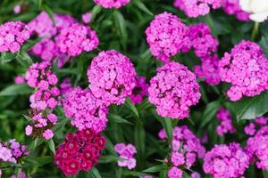 schöne hellrosa blumen der türkischen nelke im sommergarten foto