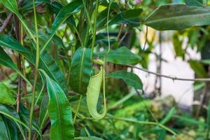 fleischfressende Kannenpflanzen oder Affenbecher im Garten foto