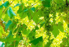 Reife grüne Traube im Weinberg. Trauben grüner Geschmack süß wachsend natürlich. grüne Traube am Rebstock im Garten foto