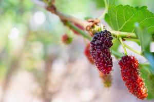 frische rote Maulbeerfrüchte auf Ast foto