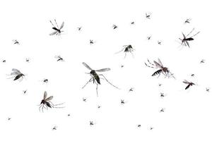 fliegende Mücken isoliert auf weißem Hintergrund foto