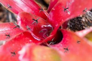 Viele Mücken fliegen über stehendes Wasser in Blattpflanzen im Garten foto