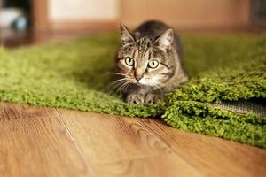 Gestreifte beige Katze mit grünen Augen, die auf einem grünen Teppich liegt und sich bereit macht, in den Heimraum zu springen süße Haustiere Tiere foto