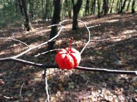 Kürbis auf dem Hintergrund des Herbstwaldes in Halloween foto