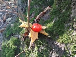 Kürbis auf dem Hintergrund des Herbstwaldes in Halloween foto