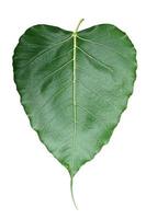 isolierte Bodhi-Blätter, die eine Herzform mit langer Spitze haben. der bodhi-baum ist ein symbol für glück, erfolg, langlebigkeit und viel glück des brahmanen-hinduismus, des jainismus und des buddhismus. foto
