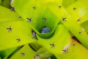 Viele Mücken fliegen über stehendes Wasser in Blattpflanzen im Garten foto