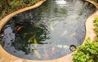 Bunte ausgefallene Karpfen Koi-Fische im Gartenteich foto
