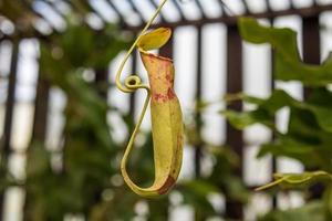 fleischfressende Kannenpflanzen oder Affenbecher im Garten foto