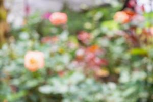 abstrakte Unschärfe bunte Rosenblumen im Garten natürlichen bokeh hellen Hintergrund foto