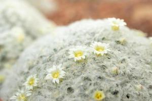 Weiße Kaktusblüte hautnah im Garten foto