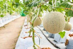 frische grüne japanische Cantaloupe-Melonen-Pflanzen, die im Bio-Gewächshausgarten wachsen foto