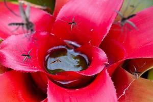 Viele Mücken fliegen über stehendes Wasser in Blattpflanzen im Garten foto