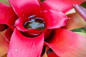 Stehendes Wasser in roter Blattpflanze im Garten foto