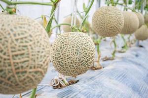 frische grüne japanische Cantaloupe-Melonen-Pflanzen, die im Bio-Gewächshausgarten wachsen foto