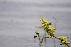 An der Pflanze hängen dornige Wildnüsse. foto