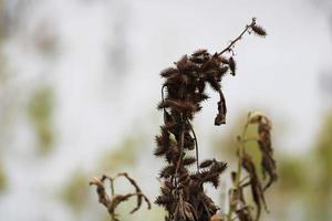 An der Pflanze hängen dornige Wildnüsse. foto