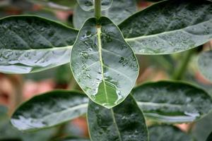 Regentropfen, die in Arka-Blättern gespeichert sind. foto