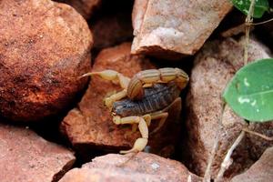 indischer roter skorpion, bagalkot. foto