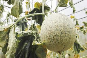 das Pflanzen von Melonen, die aufgrund von Wassermangel und Krankheitsausbrüchen verwelkt sind. Konzept der Lebensmittelknappheit Lebensmittelkrise foto