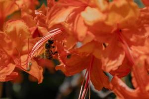 Biene in Blüte, Honigbiene bestäubt von der roten Blume foto