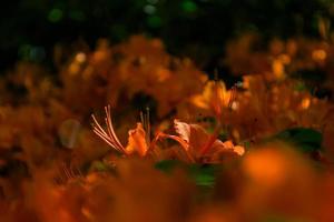 nahaufnahme bei flammenazalee. schöne orange Blume foto