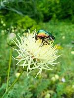 Chafer-farbiger Käfer, der auf der Blume sitzt foto