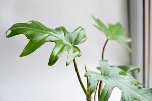 Philodendron Mayo im Inneren des Hauses. geschnitzte Blätter einer Zimmerpflanze in einem Topf. Pflege und Anbau tropischer Pflanzen, Gewächshaus foto